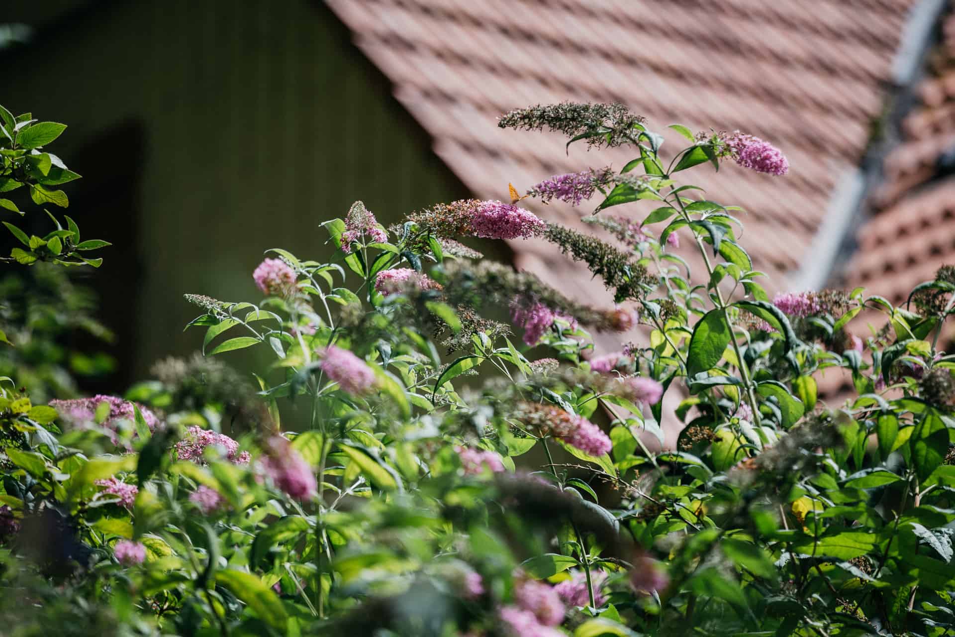 Blühende Pflanzen vor dem Fachwerkgebäude der Hagmühle.